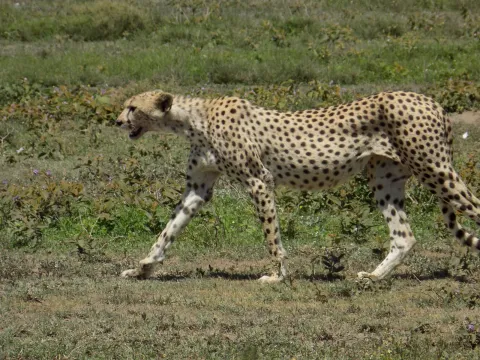 3-Day Beautiful Days Safari gallery image