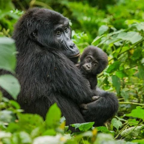 3-Day Gorilla Safari in Uganda gallery image