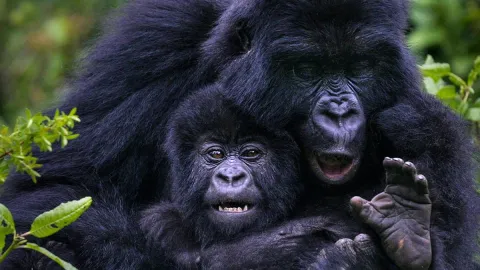 3-Day Gorilla Safari in Uganda gallery image