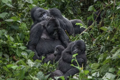 3-Day Gorilla Safari in Uganda gallery image