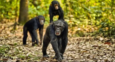 3-Day Gombe Stream National Park gallery image
