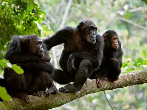3-Day Gombe Stream National Park gallery image