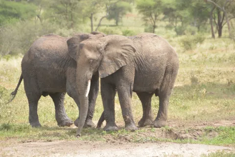 3-Day Luxury Essence of Tanzania gallery image
