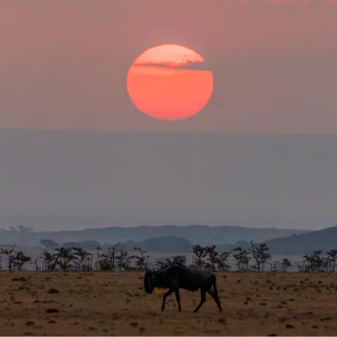 3-Day Luxury Fly in, fly out Safari gallery image