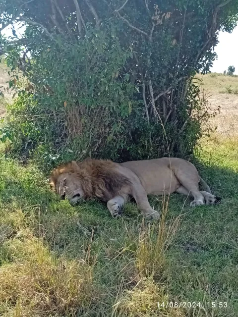 3-Day Masai Mara Jeep Trek shared Safari gallery image