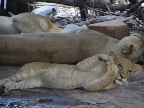 3-Day Nyerere NP + Boat Safari gallery image