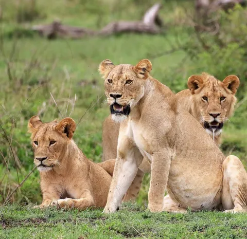 3-Day Nyerere National Park former Selous Game Reserve gallery image