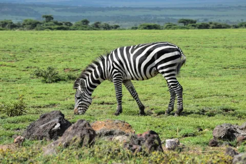 3-Day Camping Safari Tanzania gallery image