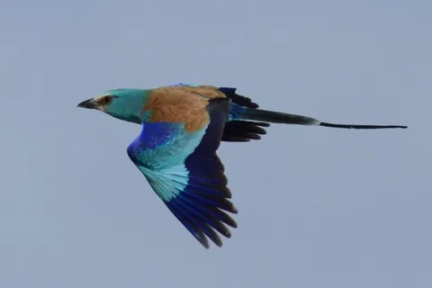 4-Day Birdwatching & Photograph Tour in Rift Valley gallery image