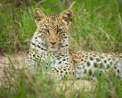 4-Day Safari Flying Zanzibar to Nyerere NP gallery image
