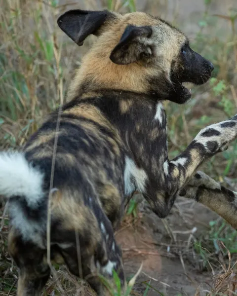 4-Day Safari Flying Zanzibar to Nyerere NP gallery image