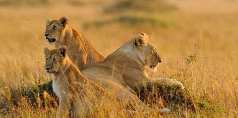 4-Day Tarangire, Serengeti & Ngorongoro from Zanzibar gallery image