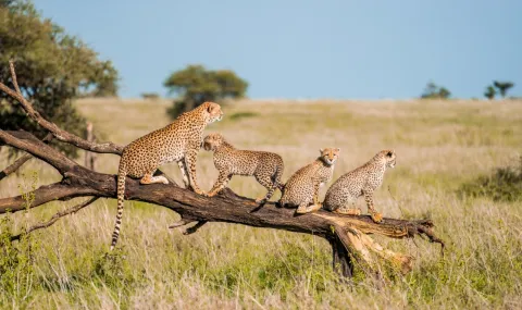4-Day Tarangire, Serengeti & Ngorongoro from Zanzibar gallery image