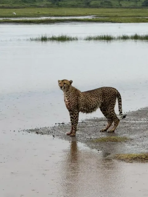 4-Day Group Tour to Tarangire Serengeti Ngorongoro gallery image