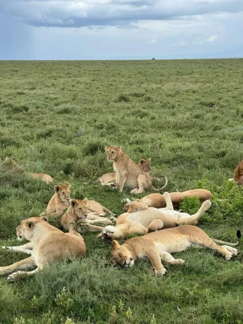 4-Day Group Tour to Tarangire Serengeti Ngorongoro gallery image