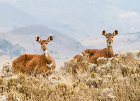 4-Day Bale Mountain Trekking and Wild Life Tour gallery image