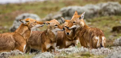 4-Day Explore Bale Mountains National Park Ethiopia gallery image