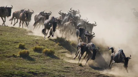 4-Day Best of Tanzania Budget Safari gallery image