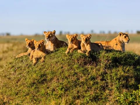 4-Day Best of Tanzania Budget Safari gallery image