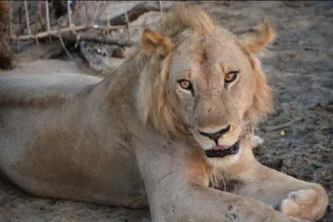 4-Day Explore Nyerere National Park From Zanzibar By Flight gallery image