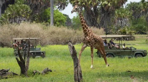 4-Day Explore Nyerere National Park From Zanzibar By Flight gallery image