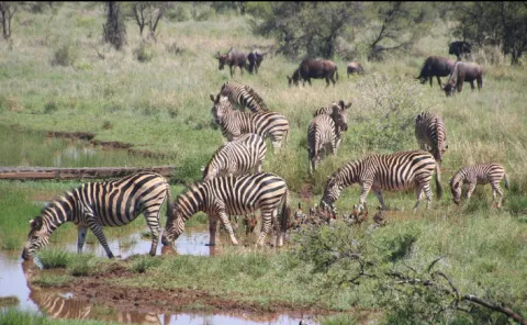 4-Day Safari Dar Es Salaam to Mikumi Np And Nyerere Np gallery image