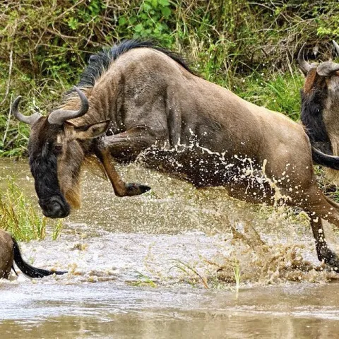 4-Day Tanzania Luxury Safari From Zanzibar gallery image