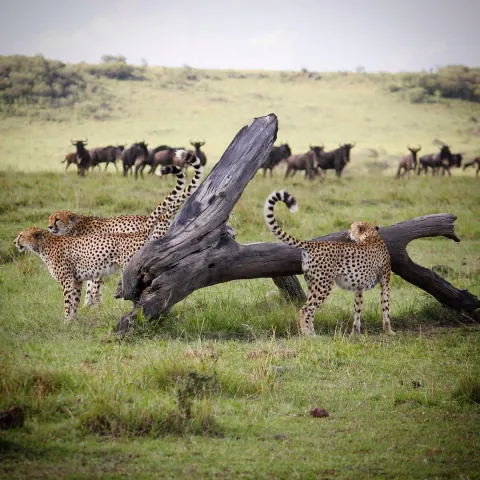 4-Day Tanzania Luxury Safari From Zanzibar gallery image