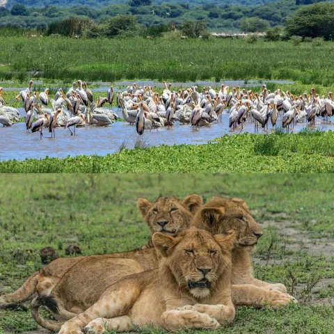 5-Day Luxurious and Unforgettable Safari Experience gallery image