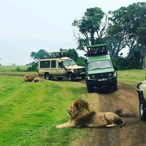 5-Day Luxury Melia Lodge Safari to Tanzania's Best Park gallery image