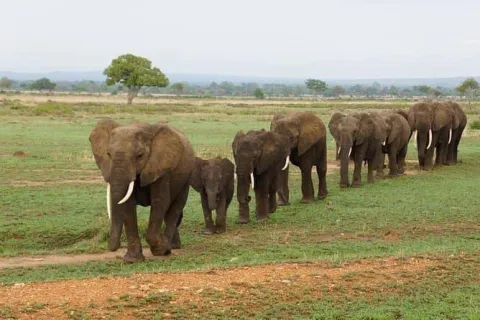 5-Day Migration Safari with Cultural Experience gallery image