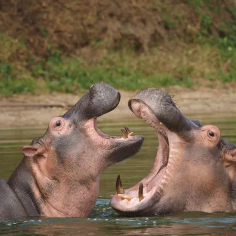 6-Day Tanzania Camping Safari gallery image