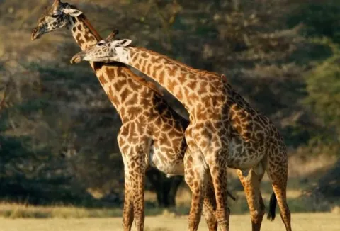 6-Day Big Five Fly out Luxury Tanzania Safari gallery image