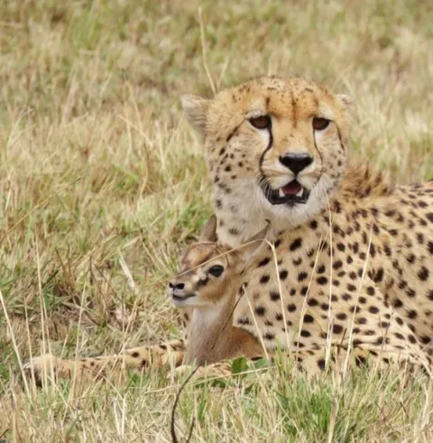 6-Day Join Group Camping Big 5 Tour Safari in Tanzania gallery image
