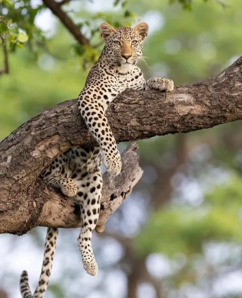6-Day Ndutu Migration December to April gallery image