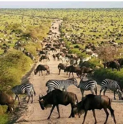 6-Day Ndutu Migration December to April gallery image