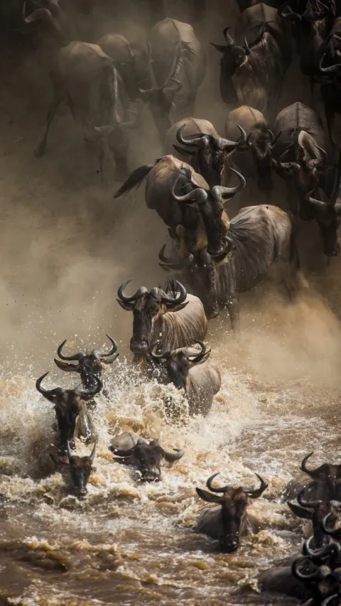 5-Day Ngorongoro and Serengeti Migration Luxury Safari gallery image