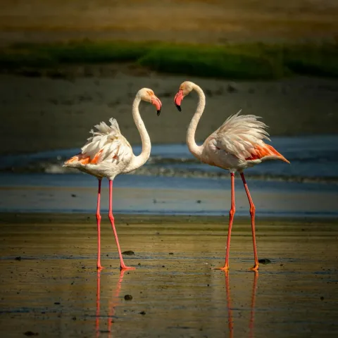 5-Day Ngorongoro and Serengeti Migration Luxury Safari gallery image