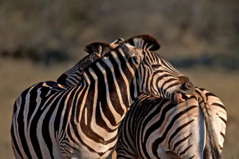 6-Day Tanzania Photographic Safari gallery image