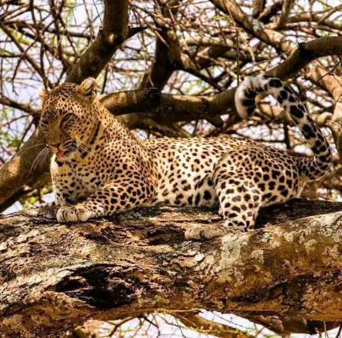 6-Day Tanzania Photographic Safari gallery image