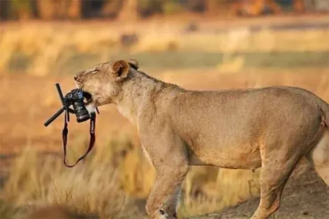 6-Day Tanzania Photographic Safari gallery image
