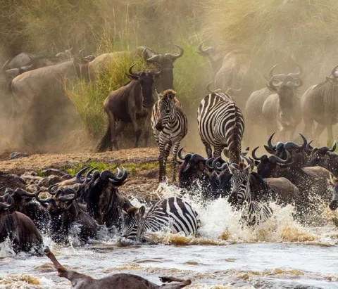 7-Day Chasing the Great Migration Serengeti Adventure gallery image