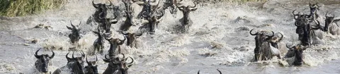 7-Day Chasing the Great Migration Serengeti Adventure gallery image