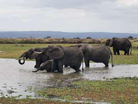 7-Day Tanzania Mid-Range Safari gallery image