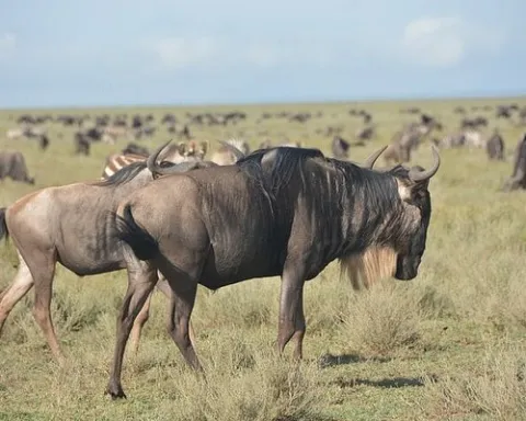 7-Day Tanzania Mid-Range Safari gallery image