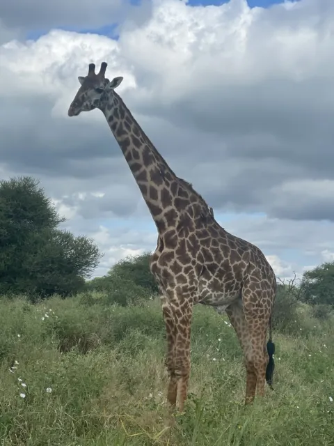 1-Day Tarangire National Park Day Trip gallery image