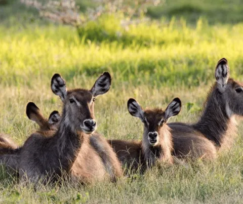 3-Day Selous Game Reserve from Zanzibar or Dar Es Salaam gallery image