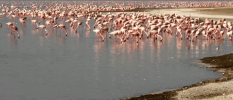 3-Day Abijatta-Shalla National Park tour from Addis gallery image