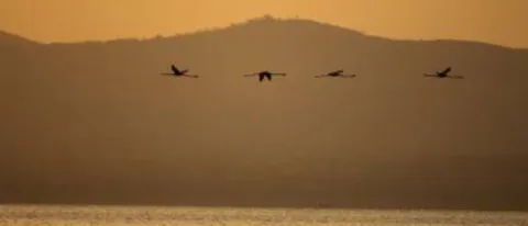 3-Day Abijatta-Shalla National Park tour from Addis gallery image