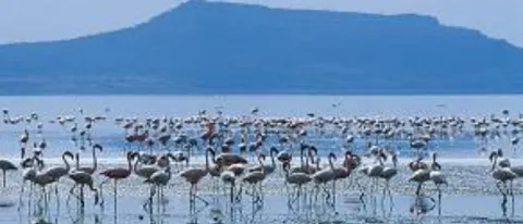 3-Day Abijatta-Shalla National Park tour from Addis gallery image